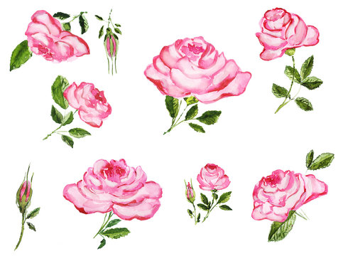 Watercolor hand drawn roses buds and flowers elements variety. Isolated floral illustration on white background.