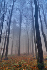 A beautiful mysterious view of the forest in the Bieszczady mountains (Poland) on a misty autumn day