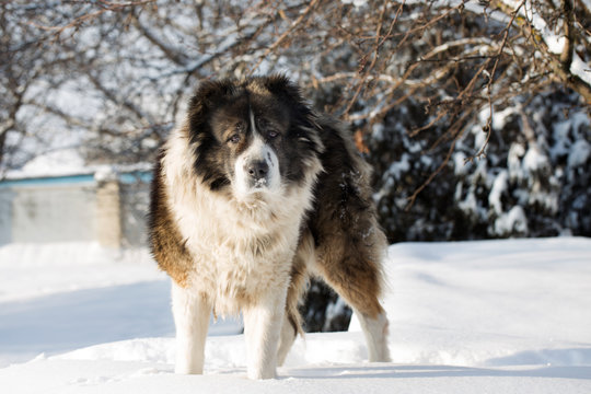 Adult Caucasian Shepherd dog is outside on a cold winter day with snow