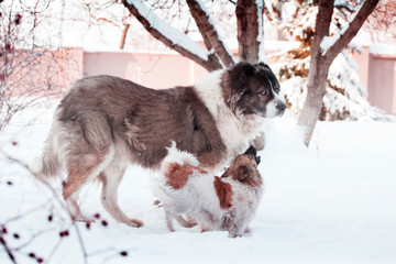 Adult Caucasian Shepherd dog and puppy in winter time.