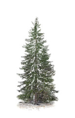 Beautiful view of tall fir tree on snowy hill. Winter landscape