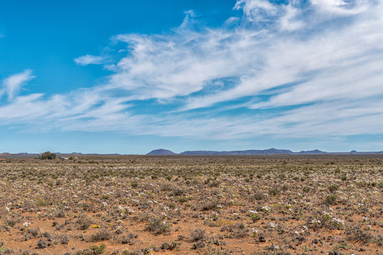 Feld of white wildflowers near Williston in the Northern Cape