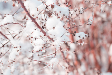 Snow on the tree branches. Winter View of trees covered with snow. The severity of the branches under the snow.