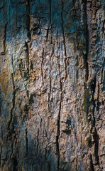 The surface of the tree trunk is very old, dry and cracked.