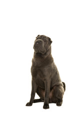 Sitting grey Shar-pei dog looking up isolated on a white background
