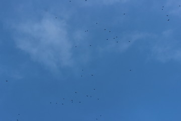 crows in the sky