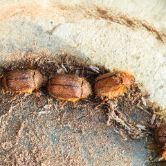 Melolontha east on the ground