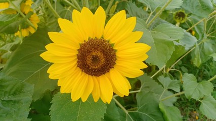 Sunflower blooming volume 96432646535