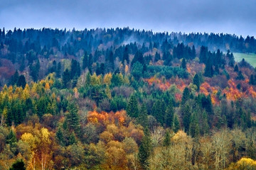 A beautiful mysterious view of the forest in the Bieszczady mountains (Poland) on a misty autumn day