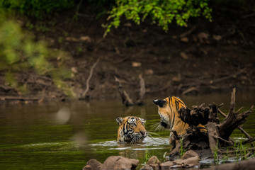 Two male tiger cubs playing in a lake water at Ranthambore Tiger Reserve, India