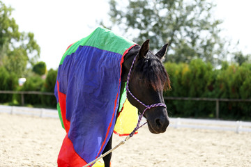 Close Up of a beautiful young saddle horse during training
