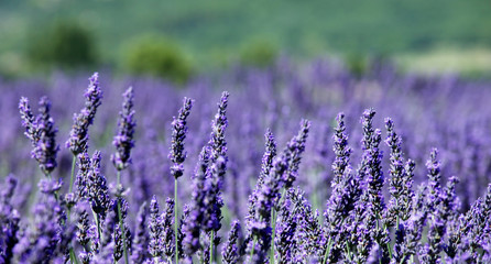  lavender in provence, france