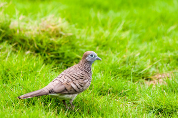 Zebra Dove