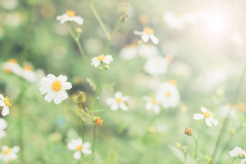 May flowers field of camomiles in garden in sunny day for wallpaper background. White and yellow chamomile daisies in meadow. Spring begins, Mother's day in summer - obrazy, fototapety, plakaty