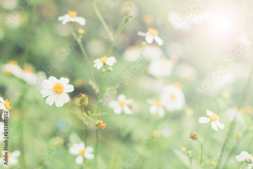May flowers field of camomiles in garden in sunny day for wallpaper background. White and yellow chamomile daisies in meadow. Spring begins, Mother's day in summer