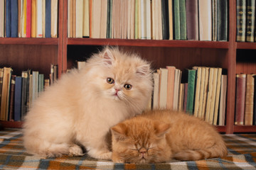 exotic kittens play in the library