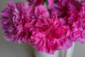 Closeup pink peony flowers