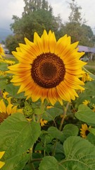 Sunflower blooming volume 6462955