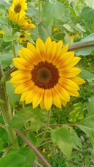Obraz premium Sunflower blooming volume 946439566