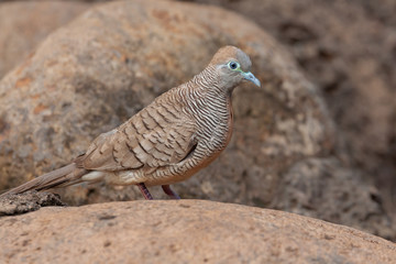 Zebra Dove on Rock