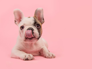Cute french bulldog puppy lying down on a pink background licking its nose - obrazy, fototapety, plakaty