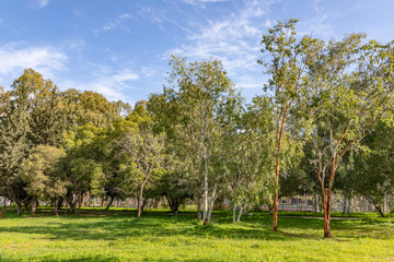 Eucalyptus trees on a sunny green lawn under a blue sky with clouds. Landscape