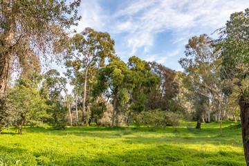 Eucalyptus trees on a sunny green lawn under a blue sky with clouds. Landscape