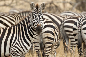 Fototapeta na wymiar Zebras in the Serengeti - Tanzania