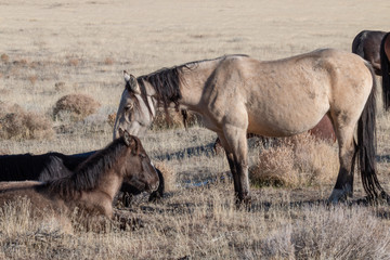 Naklejka na ściany i meble Wild Horse Mare and Foal in Utah in Winter