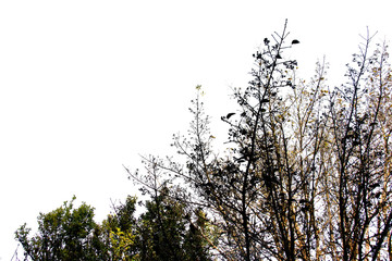 treetop isolated on white background