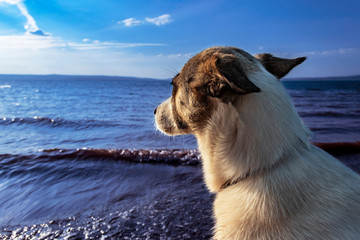 A white laika dog sitting on a shore of a sea bay and looking at the oncoming waves of the blue water