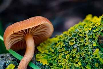 Pilz