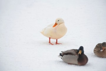 Wild duck mallard white rare mutant winter