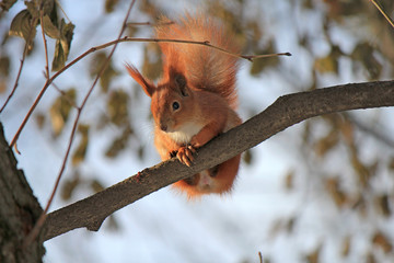 squirrel resting on a tree branch