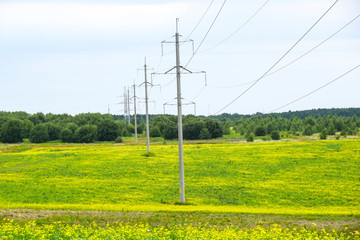 network of electricity yellow meadows fields blooming flowers
