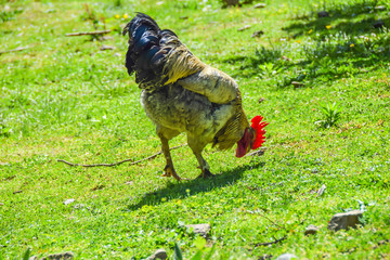 white rooster with red comb