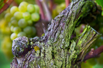 Weinberge Reben