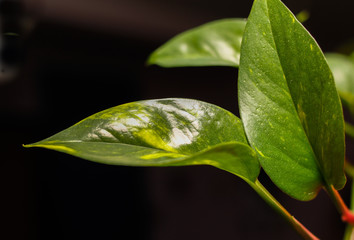 Leaves of indoor evergreen plant liana