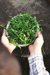 Rocket salad in farmer's hands