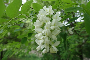 Close view of raceme of white flowers of black locust