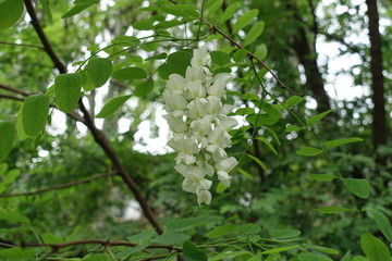Single raceme of white flowers of black locust