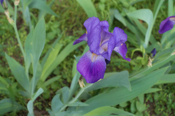 Close view of violet flower of Iris germanica in spring