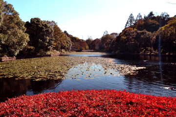 三ッ池公園の秋