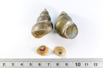 Study of the structure of Freshwater molluscs, For study in laboratory.