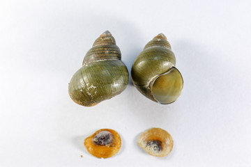 Study of the structure of Freshwater molluscs, For study in laboratory.