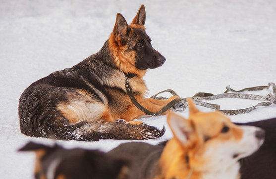 German shepherd dog lies on snow during a training session