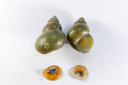 Study of the structure of Freshwater molluscs, For study in laboratory.