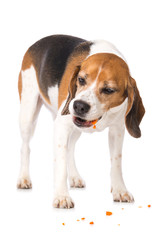 Beagle dog eating a carrot isolated on white