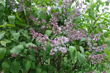 Buds and flowers of common lilac in spring