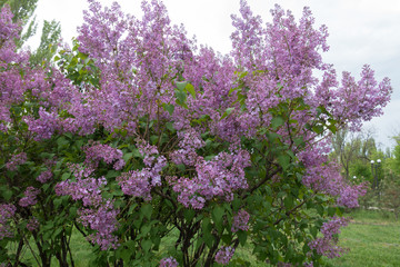 Obraz premium Common lilac in full bloom in spring